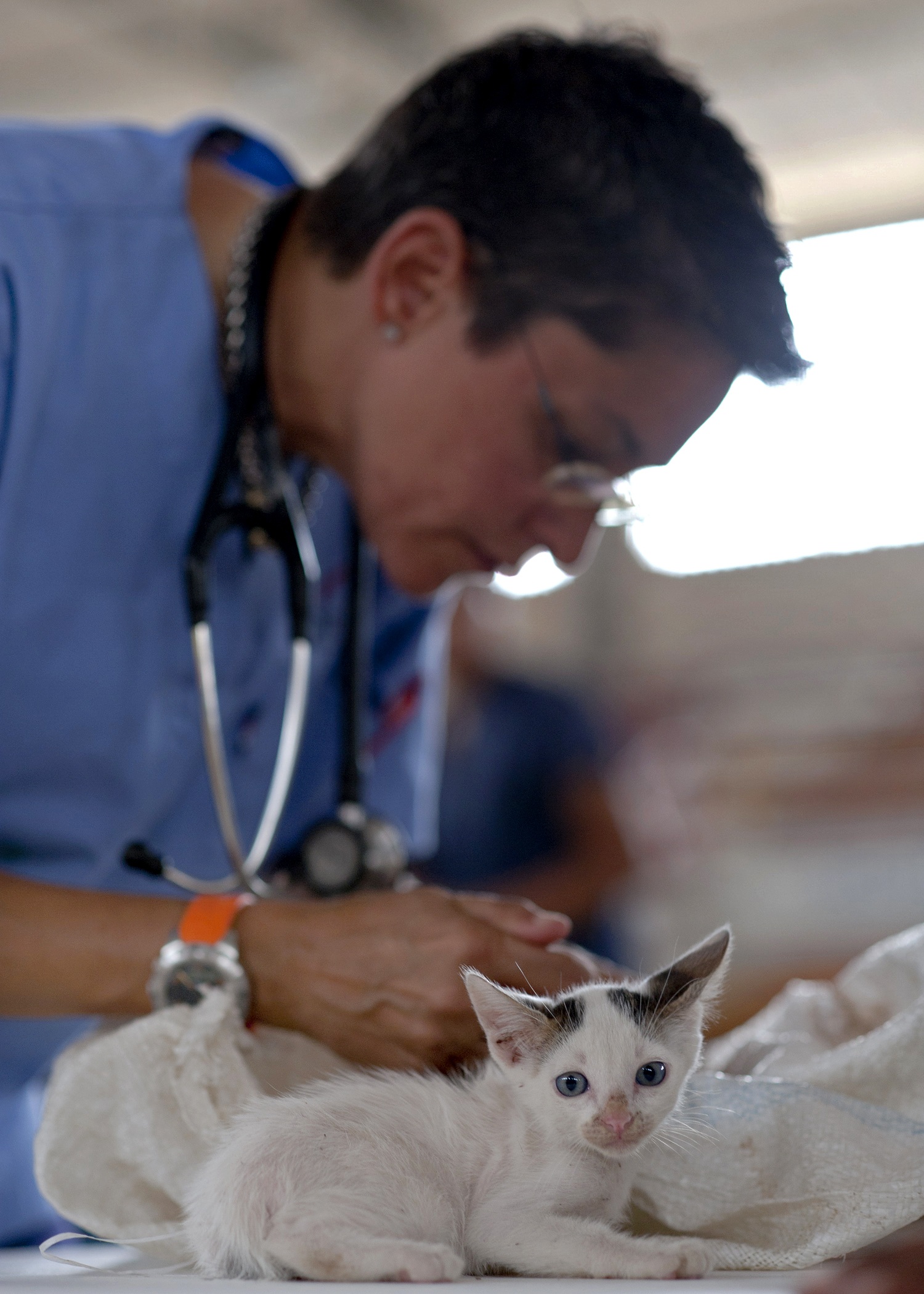 Ni un Veterinario mas